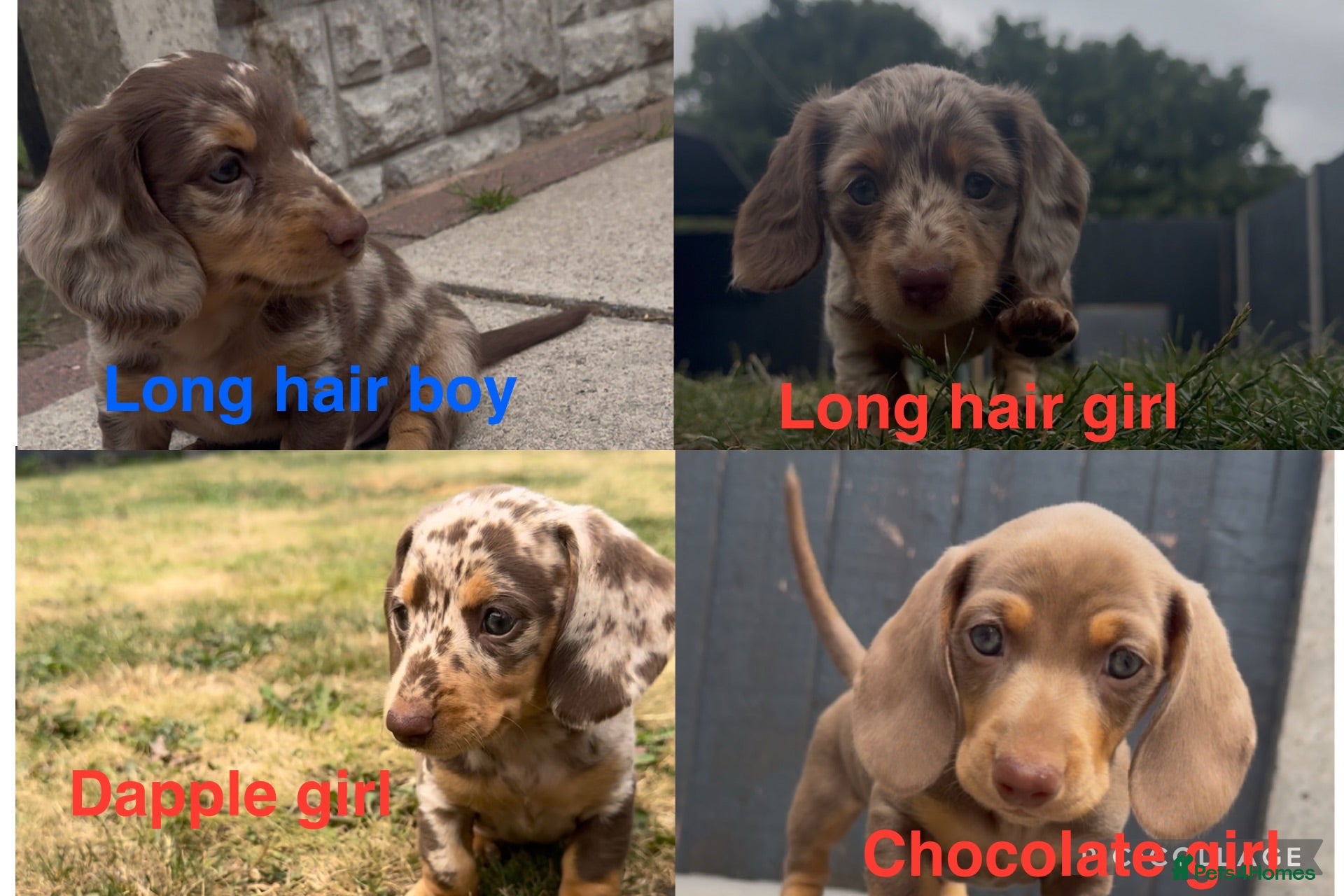 Miniature Dachshund dogs KC registered Mini dachshund pups 2 long 3 smooth  - Advert 18