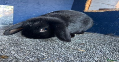 Mini Lop rabbits Mini lop buns  - Advert 11