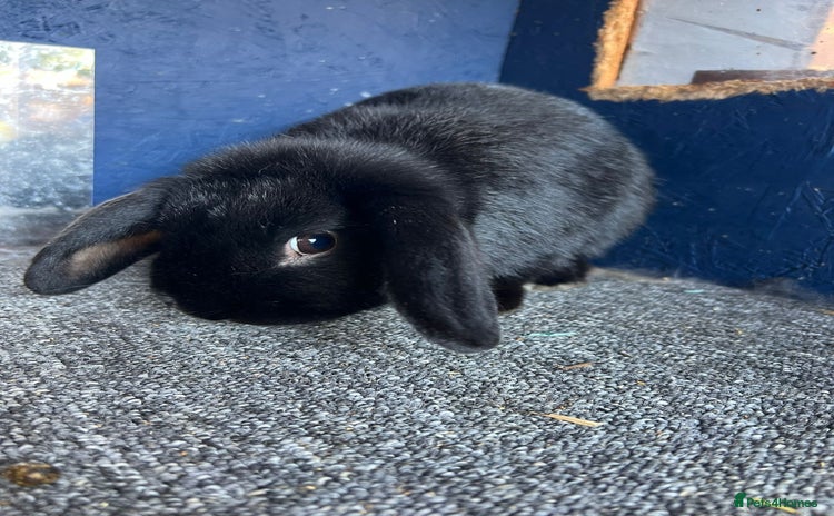 Mini Lop rabbits - Advert 5