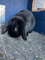 Mini Lop rabbits Mini lop buns - Advert 3