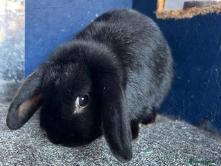 Mini Lop rabbits - Advert 5