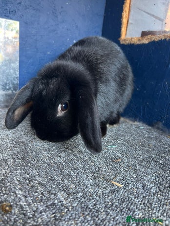 Mini Lop rabbits - Advert 5