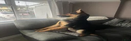 German Shepherd dogs for sale: German shepherd Male 1 year old - Advert 3