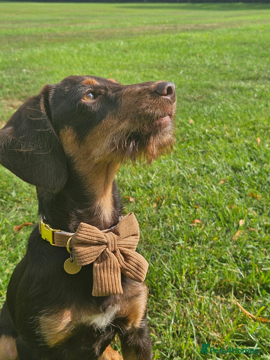 Mixed Breed dogs for sale: 11thSeptember still available 7month old male dog  - Image 3