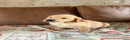 Goldador dogs for sale: F1 Goldador puppies - Advert 12