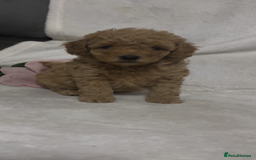 Toy Poodle dogs for sale: Stunning toy poodles  - Image 23