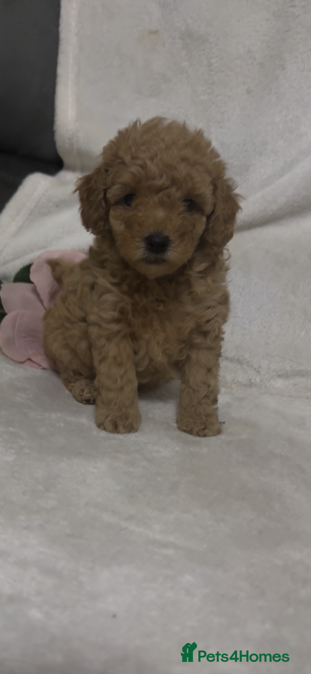 Toy Poodle dogs for sale: Stunning toy poodles  - Image 23