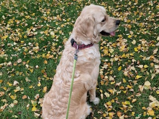 Golden Retriever dogs KC ADDORABLE CUTE GOLDEN RETRIEVER PUPPIES - Advert 16