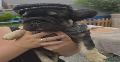 French Bulldog dogs - Advert 5