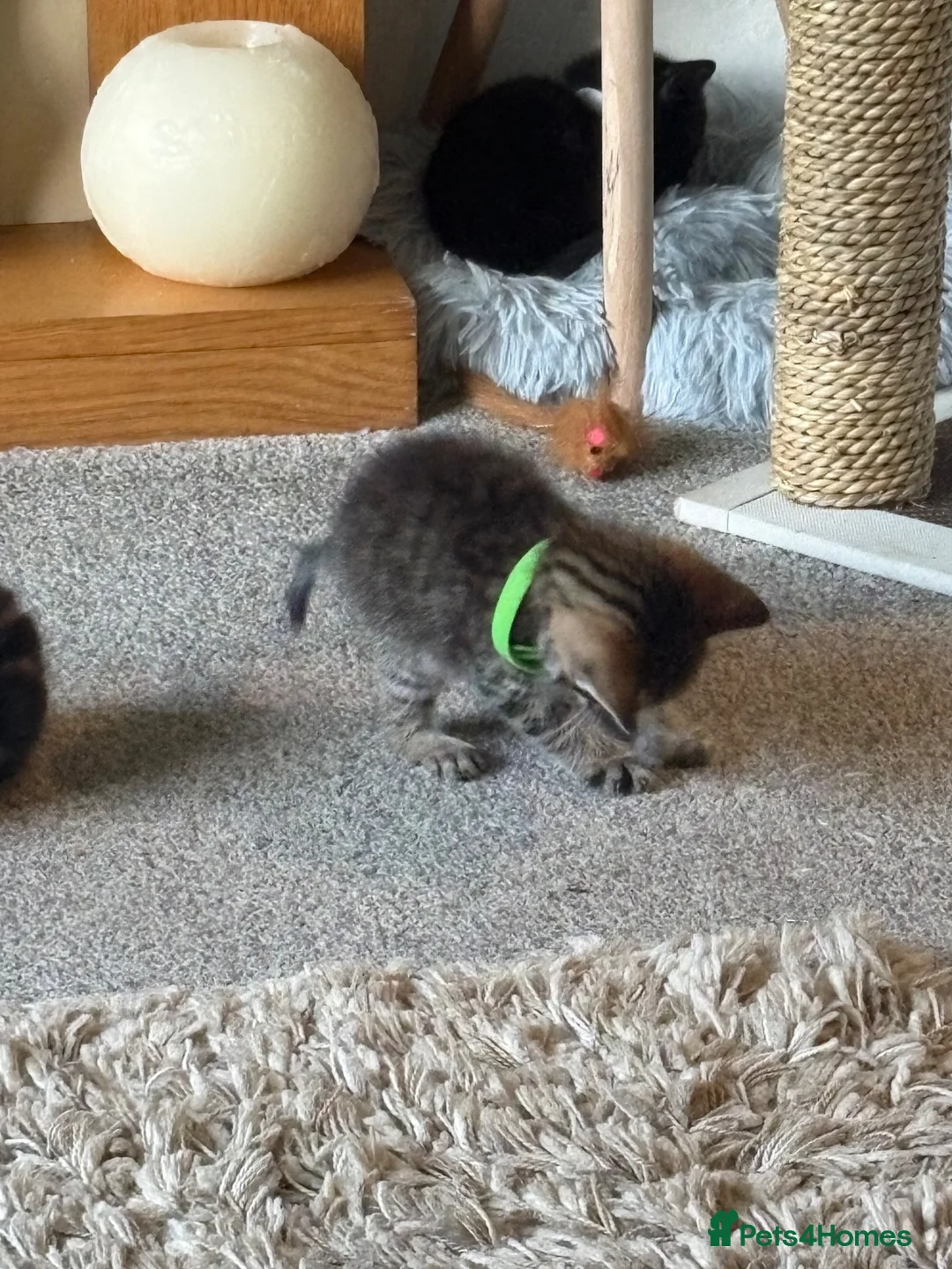 Mixed Breed cats for sale: Lovely tabby kittens  - Advert 12