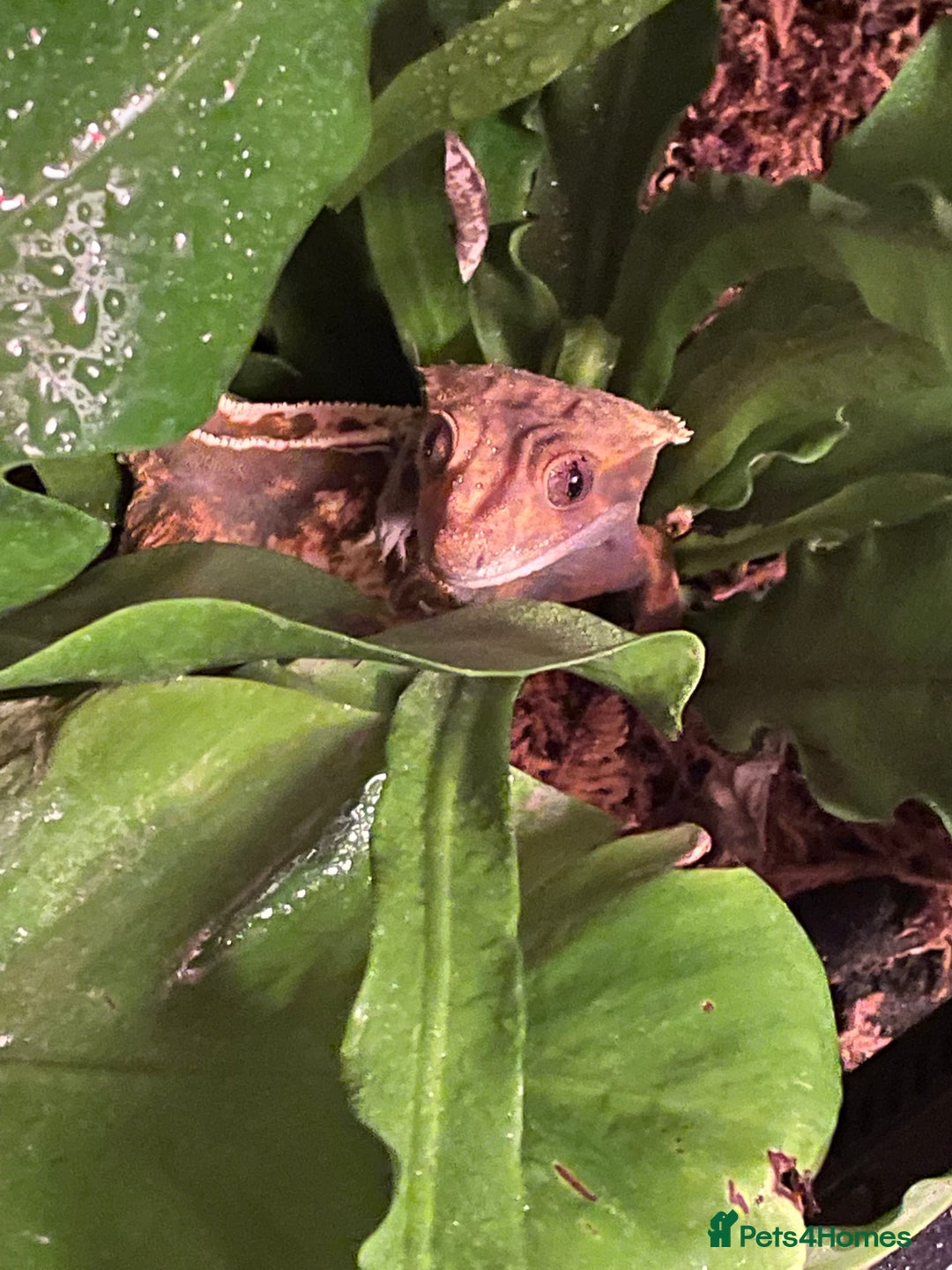Gecko reptiles for sale: Crested Gecko Looking For New Home - Advert 1