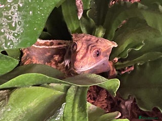 Gecko reptiles Crested Gecko Looking For New Home - Advert 1