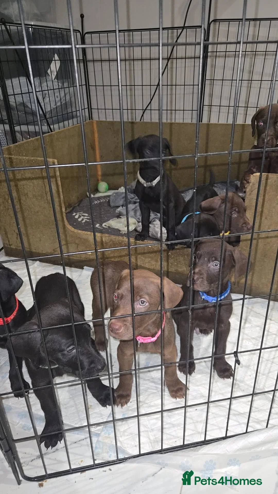 Mixed Breed dogs for sale: Doberman x Weimaraner Cross - Advert 22