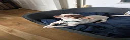 Chihuahua dogs for sale: Apple Head Chihuahua - Advert 5