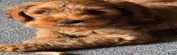 Australian Labradoodle dogs for sale: Fox Red Full Australian Labradoodle Male  - Advert 4
