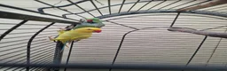 Mixed Breed birds for sale: Birds in Edgware - Advert 10