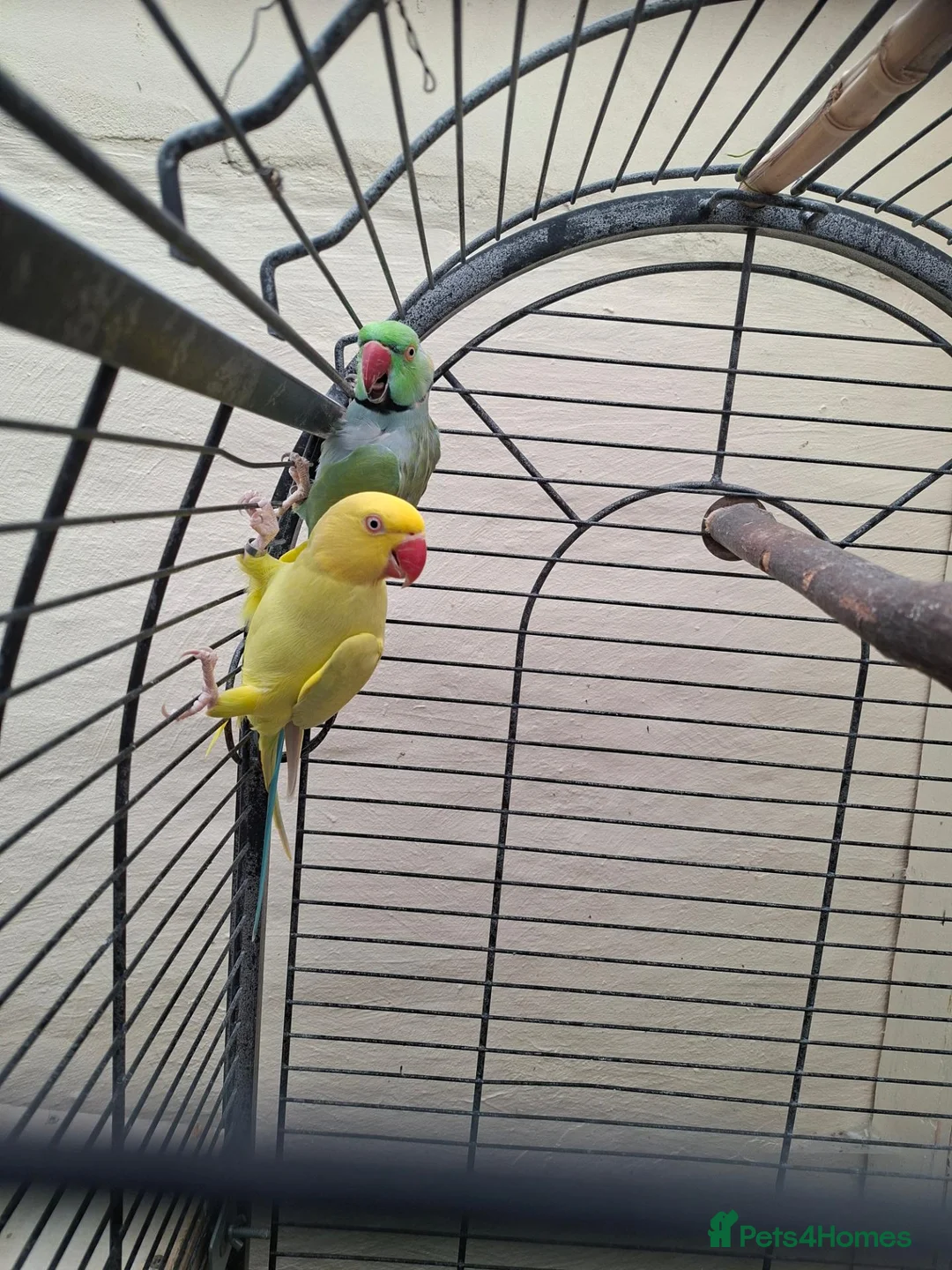Mixed Breed birds for sale: Birds in Edgware - Advert 10
