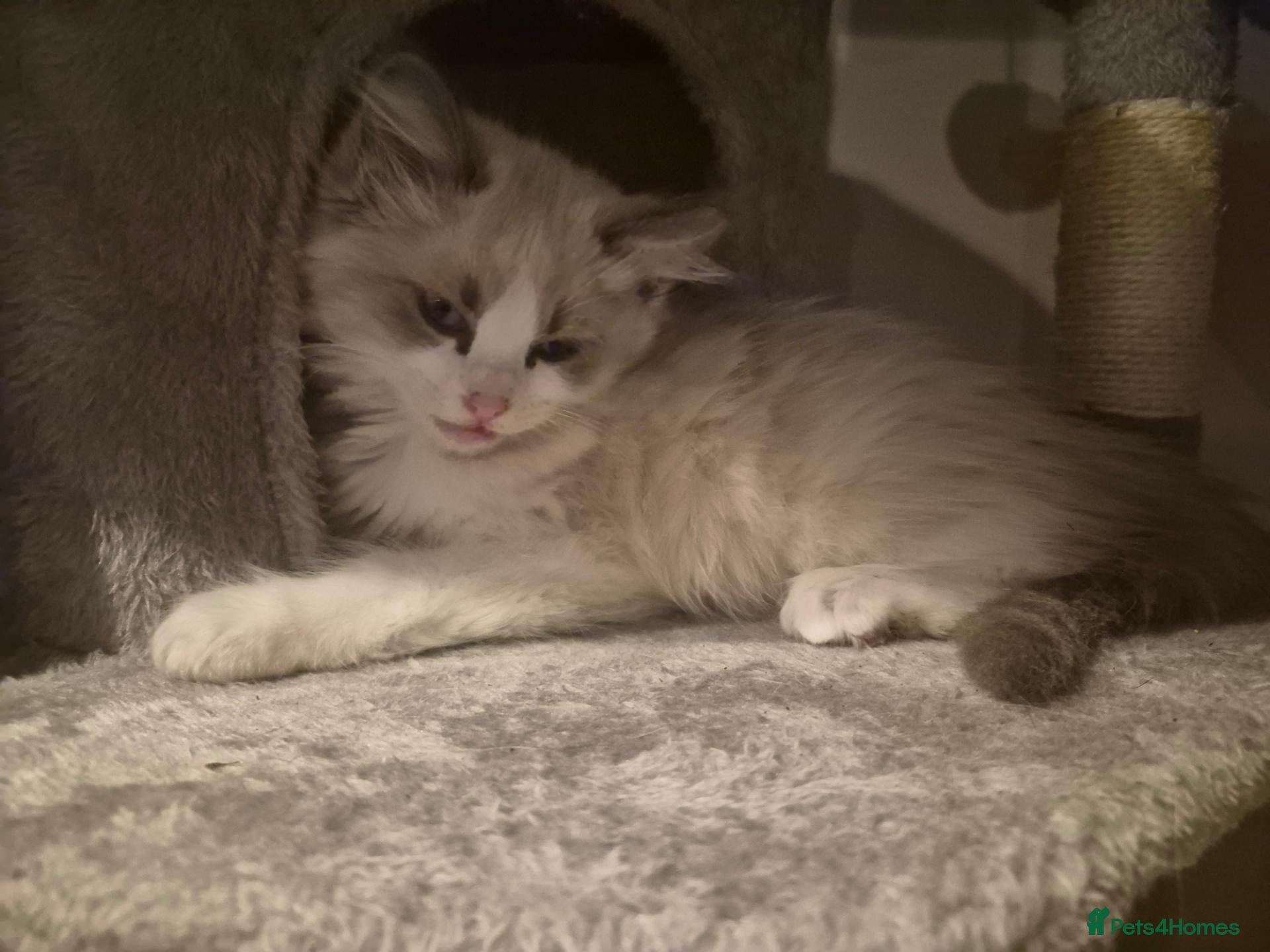 Ragdoll cats Very friendly ragdoll kittens - Advert 5