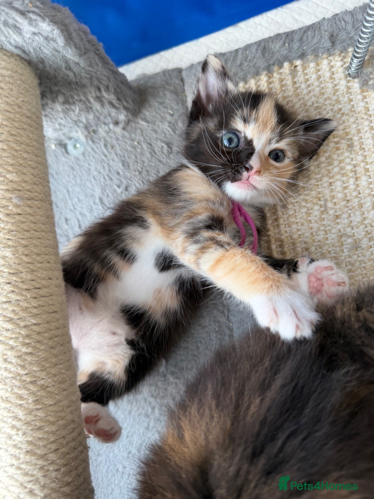 Domestic Shorthair cats Beautiful Kittens  - Advert 7
