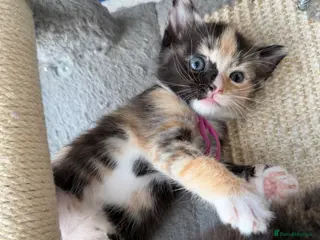 Domestic Shorthair cats Beautiful Kittens - Advert 7
