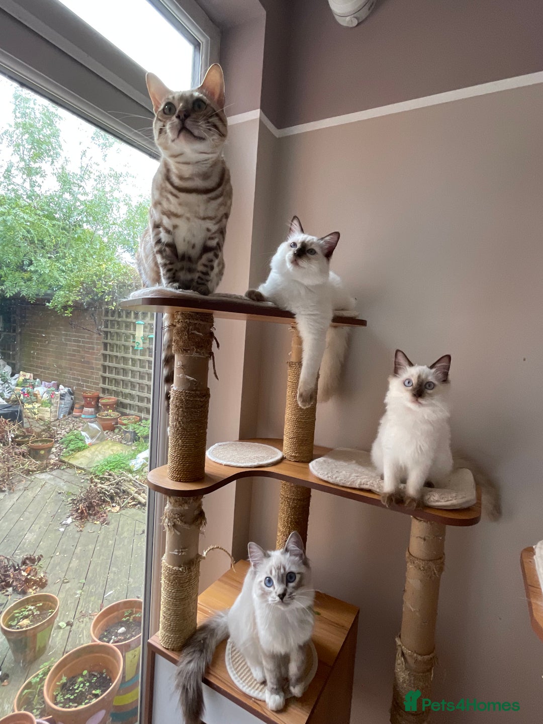 Bengal cats for sale: Beautiful Bengal boy - Image 10