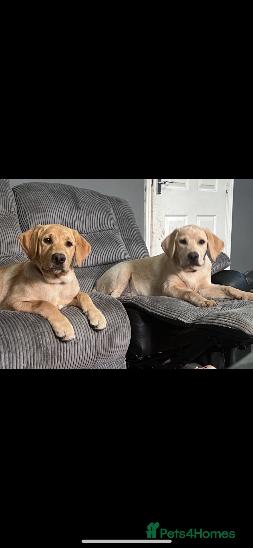 Labrador Retriever dogs Our beloved family pets  - Advert 4
