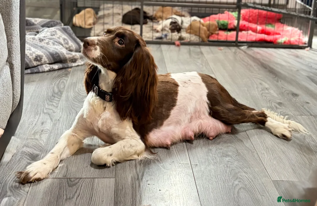 Cocker Spaniel dogs for sale: 🤍 Cocker spaniel puppies 🤍 - Advert 2