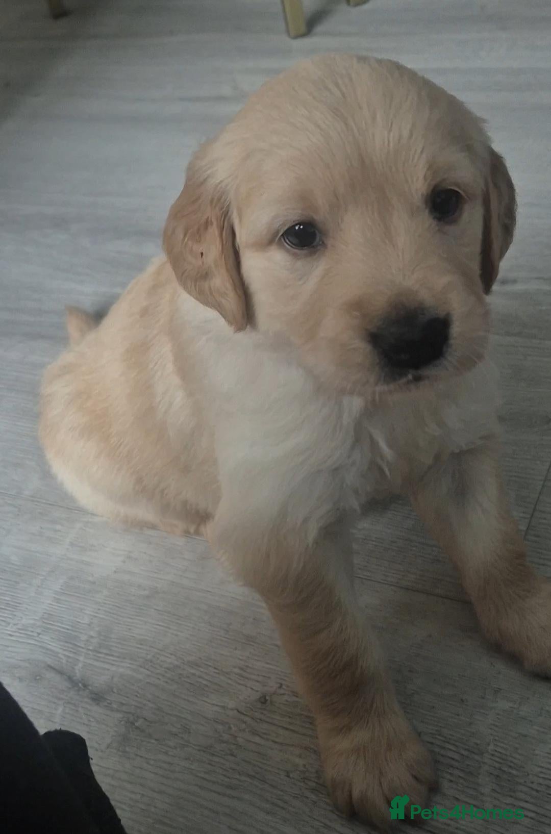 Golden Retriever dogs for sale: KC 1 girl Golden Retriever ,Health Tested Parents - Advert 6