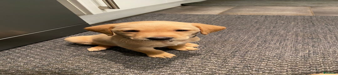 Labrador Retriever Puppy 5