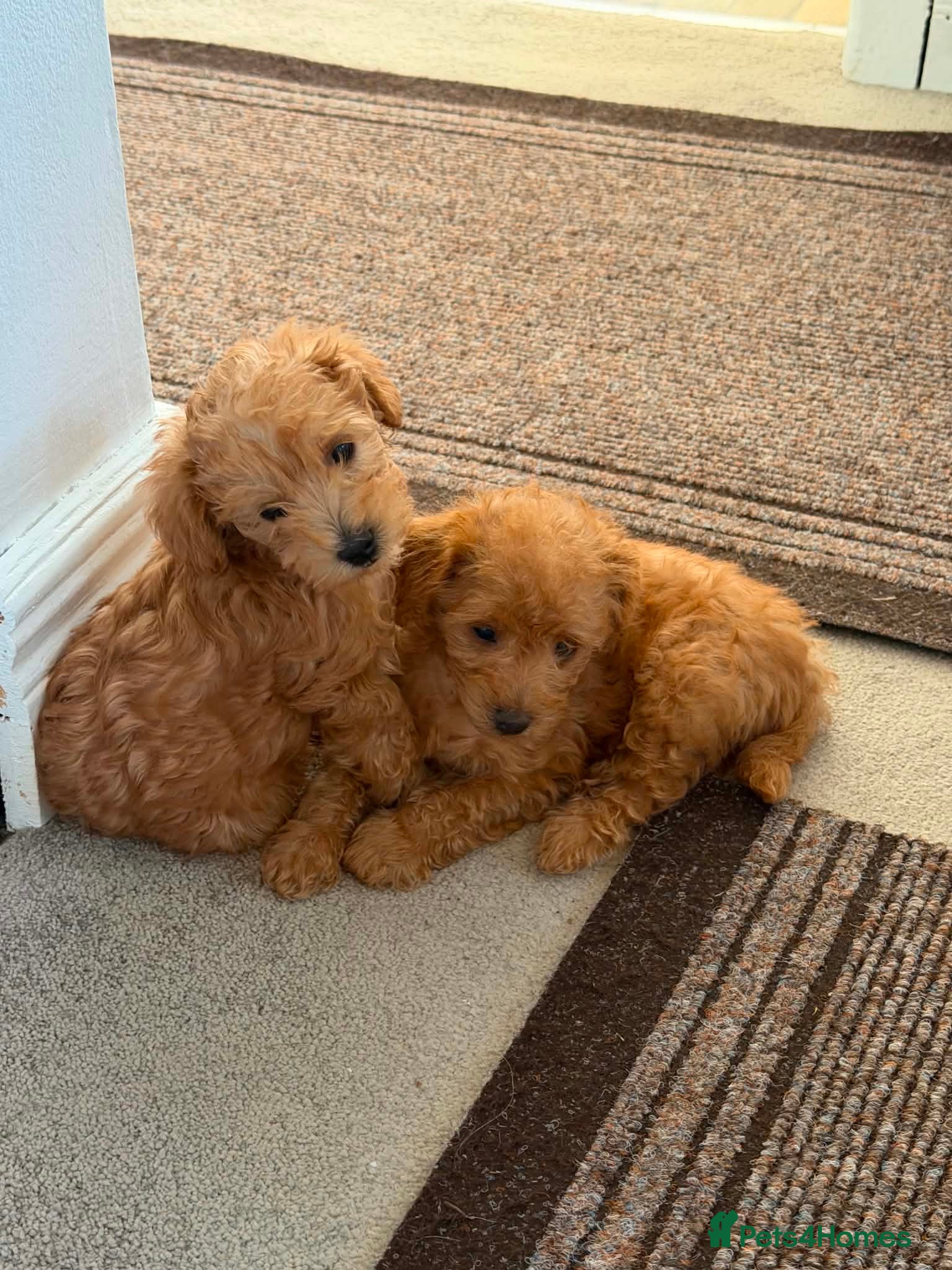 Schnoodle dogs Miniature Schnoodle/Toy Poodle Pups - Advert 4