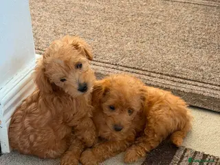 Schnoodle dogs Miniature Schnoodle/Toy Poodle Pups - Advert 4