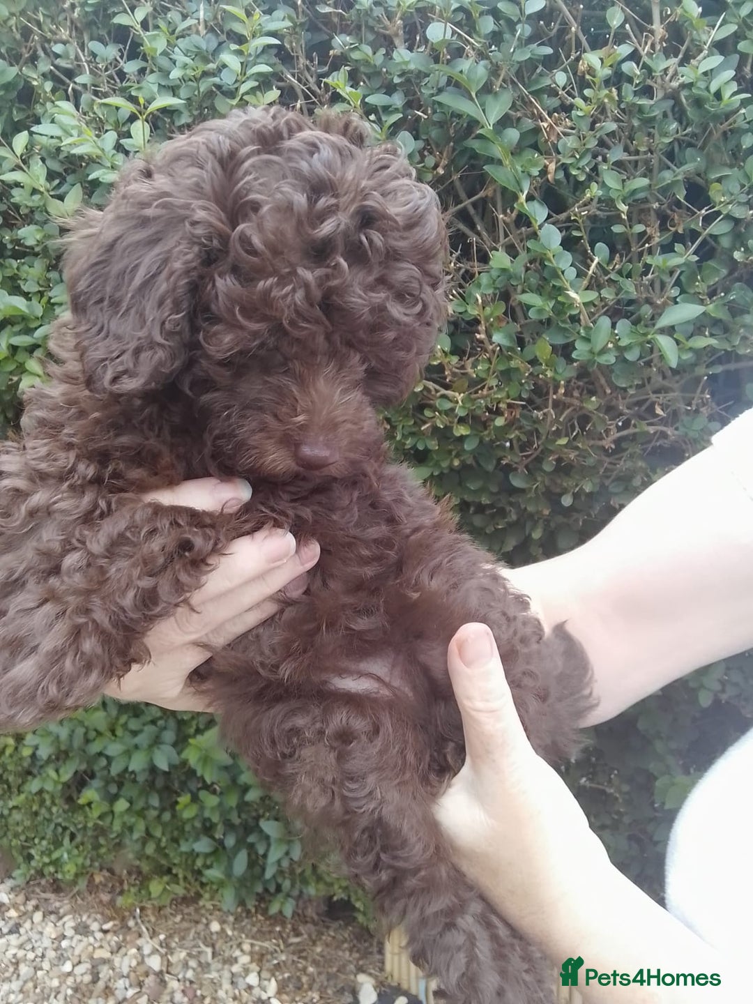 Toy Poodle dogs for sale:  🐩 Tiny Chocolate Toy Poodle – Ready in 2 Weeks! - Image 15