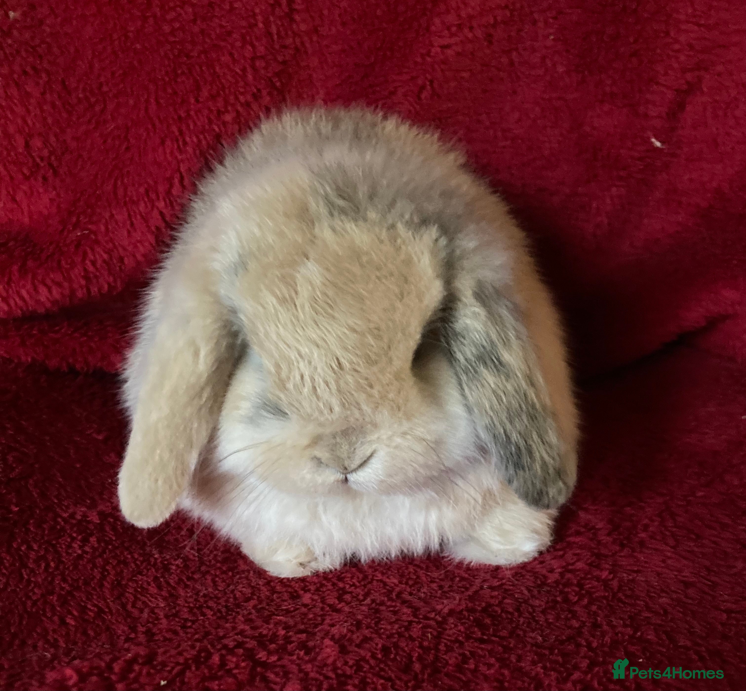 Mini Lop rabbits Adorable Pure Mini Lop Rabbits  - Advert 1