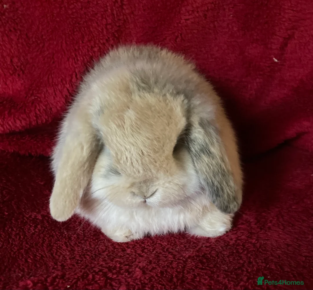 Mini Lop rabbits for sale: Adorable Pure Mini Lop Rabbits  - Advert 1