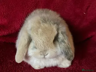 Mini Lop rabbits Adorable Pure Mini Lop Rabbits - Advert 1
