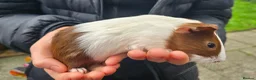 Guinea Pig rodents for sale: Female guinea pigs - Advert 3