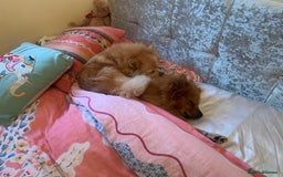 Pomeranian dogs for sale: Gorgeous boy pom - Image 8