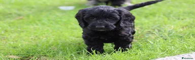 Cockapoo girl 3