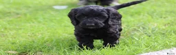 Cockapoo dogs for sale: Beautiful Cockapoo puppies for sale  - Advert 6
