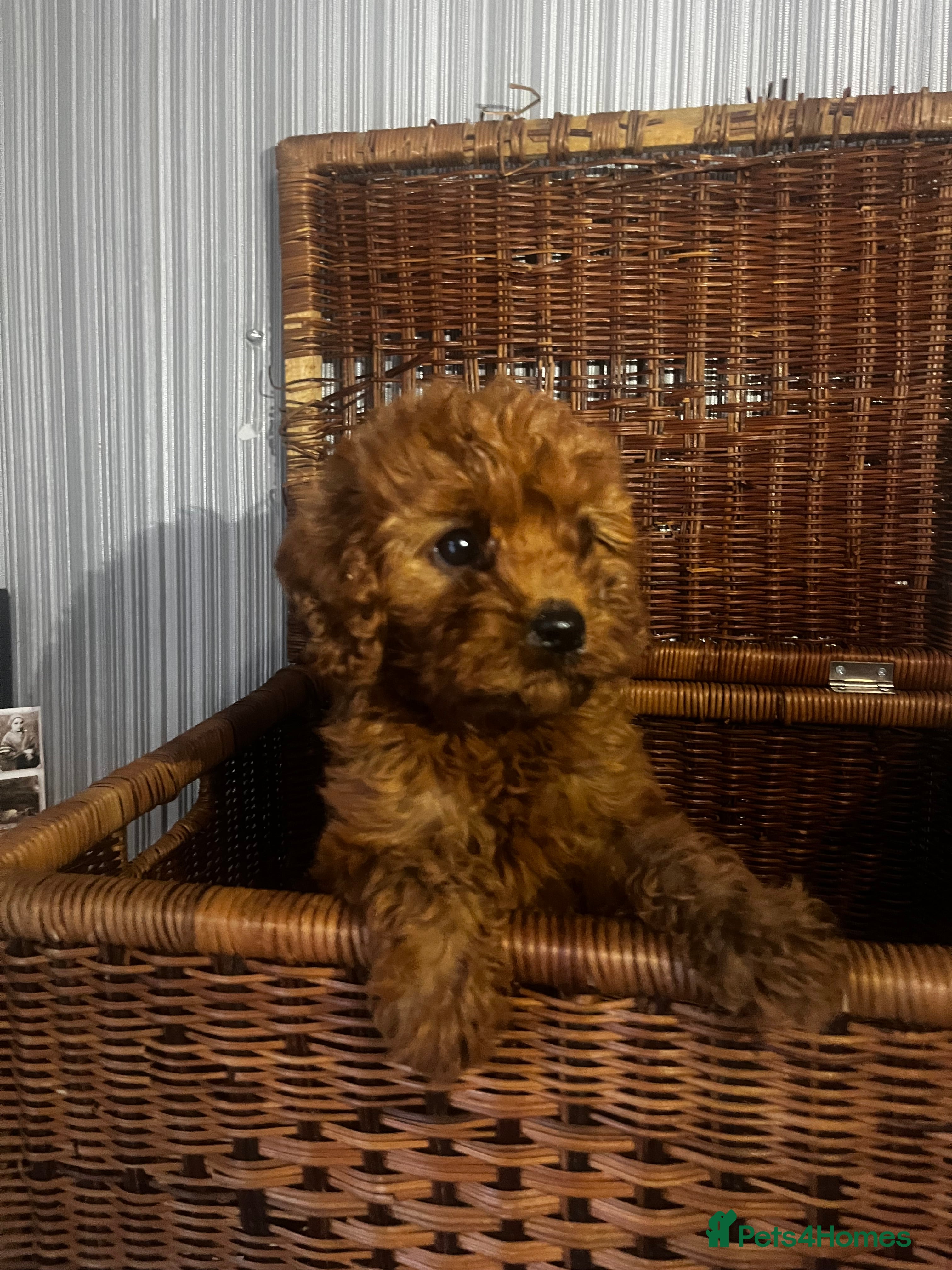 Cavapoo dogs Beautiful Cavapoo girl  - Advert 1