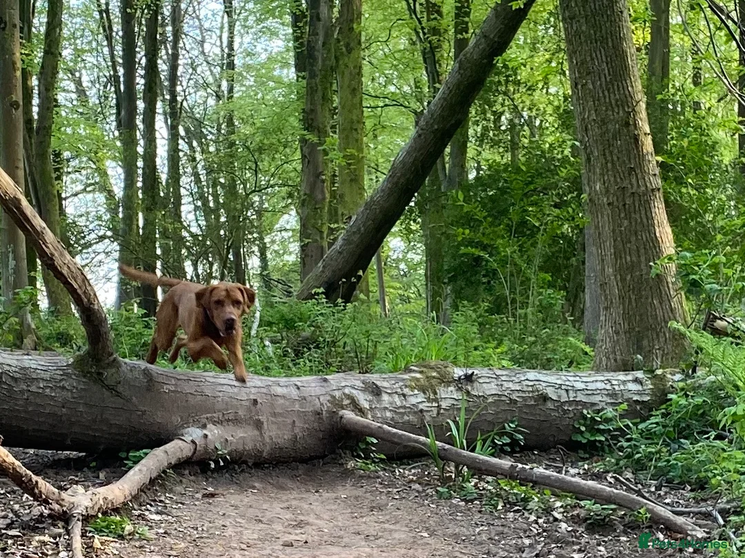 Hungarian Vizsla dogs for stud: Stunning Vizsla x Fox Red Lab for Stud (proven) in Bristol - Advert 9