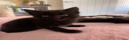 Mixed Breed cats for sale: Kittens  - Advert 3