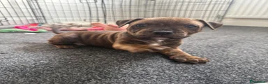 Staffordshire Bull Terrier 3