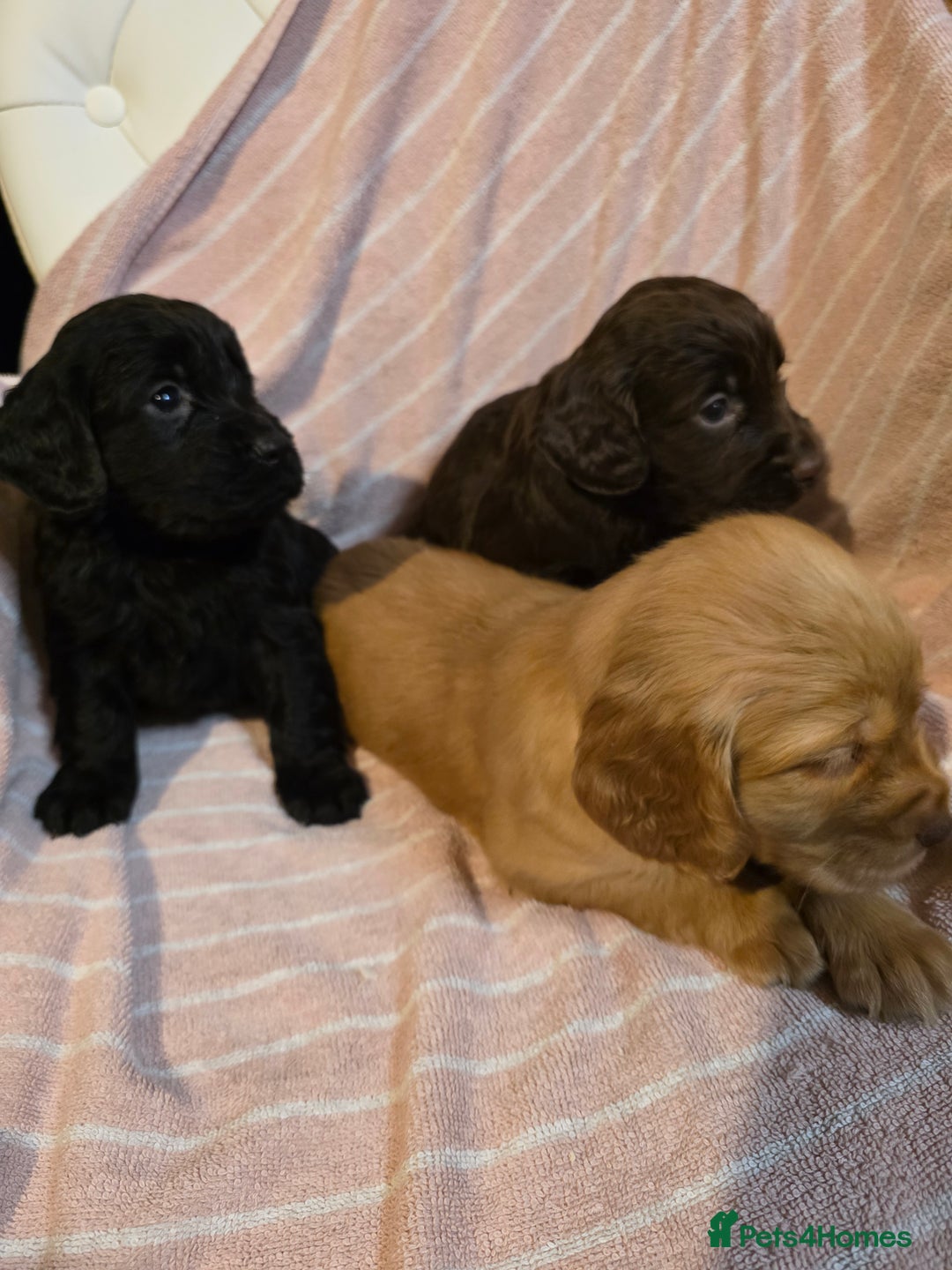 Cocker Spaniel dogs for sale: Beautiful Working KC Reg Cocker Spaniels Puppies - Advert 8