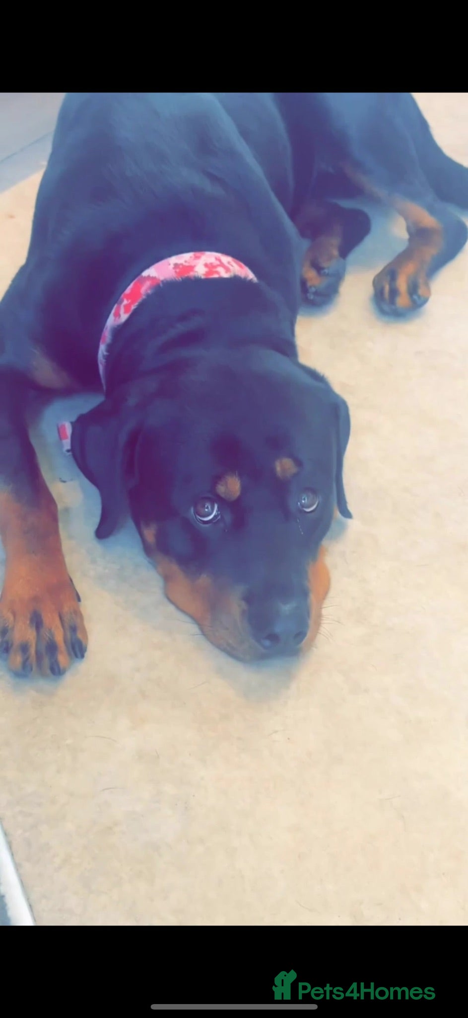 Rottweiler dogs Female Rottweiler 2 years old  - Advert 18