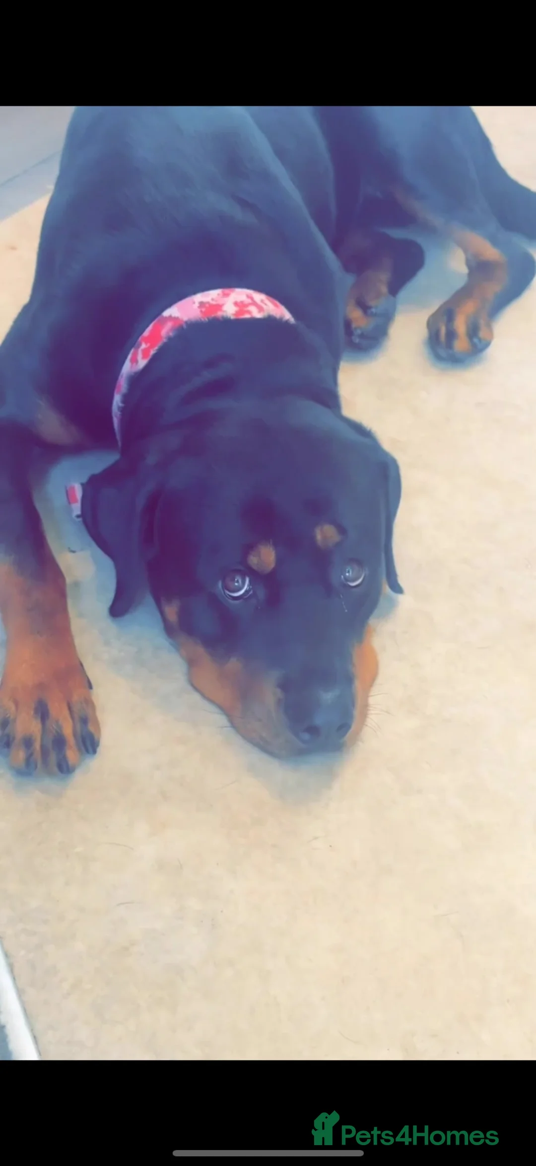 Rottweiler dogs for sale: Female Rottweiler 2 years old  - Advert 1