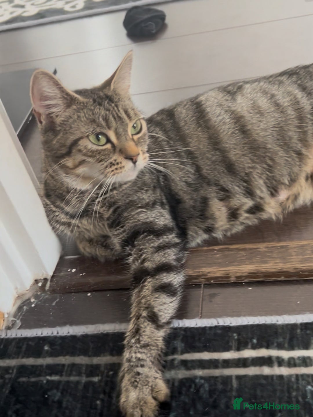 Domestic Shorthair cats for sale: 2 14-WeekOld Kittens Looking for Loving Homes - Image 5