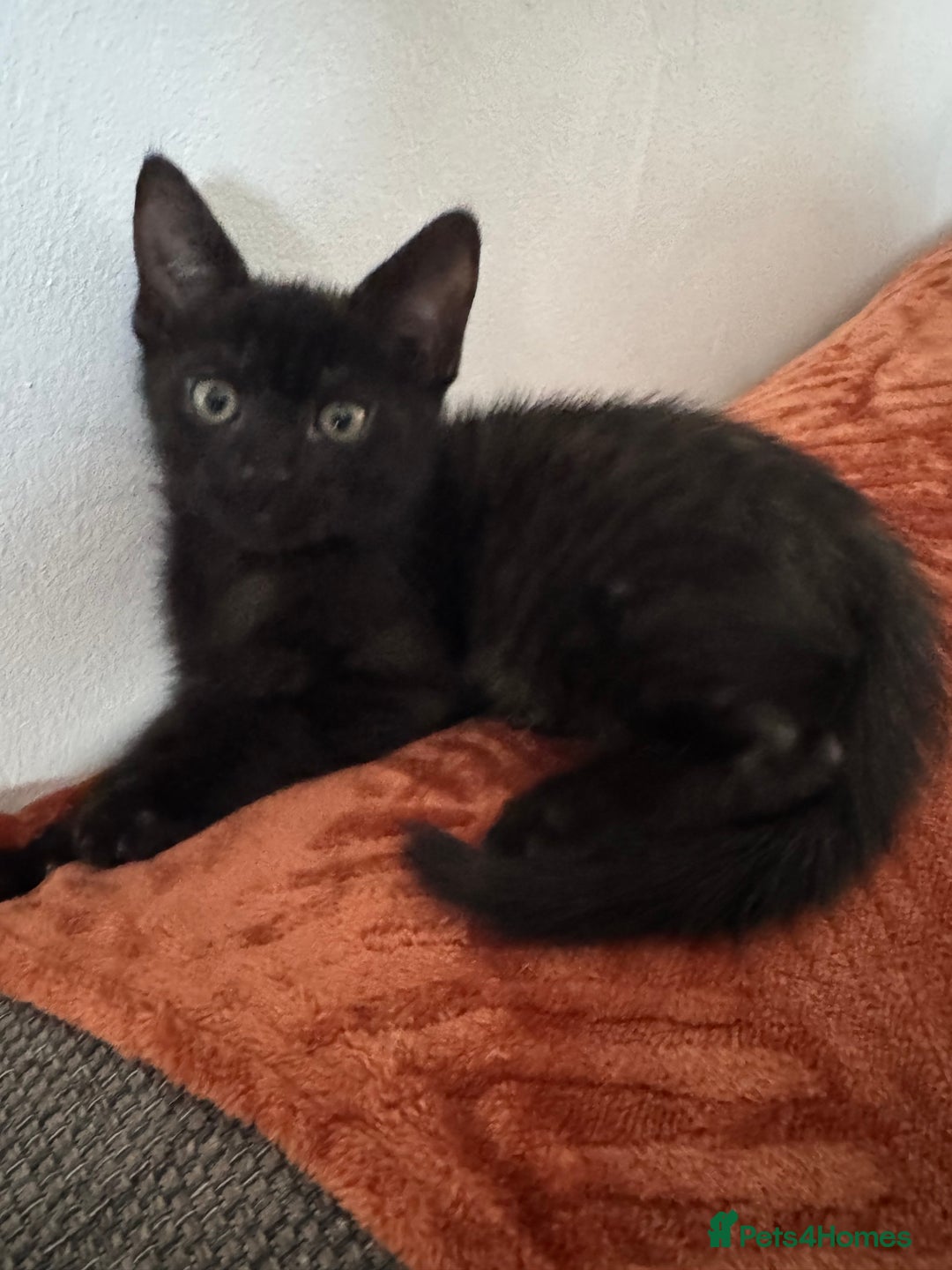 Mixed Breed cats for sale: Kitten  - Image 4