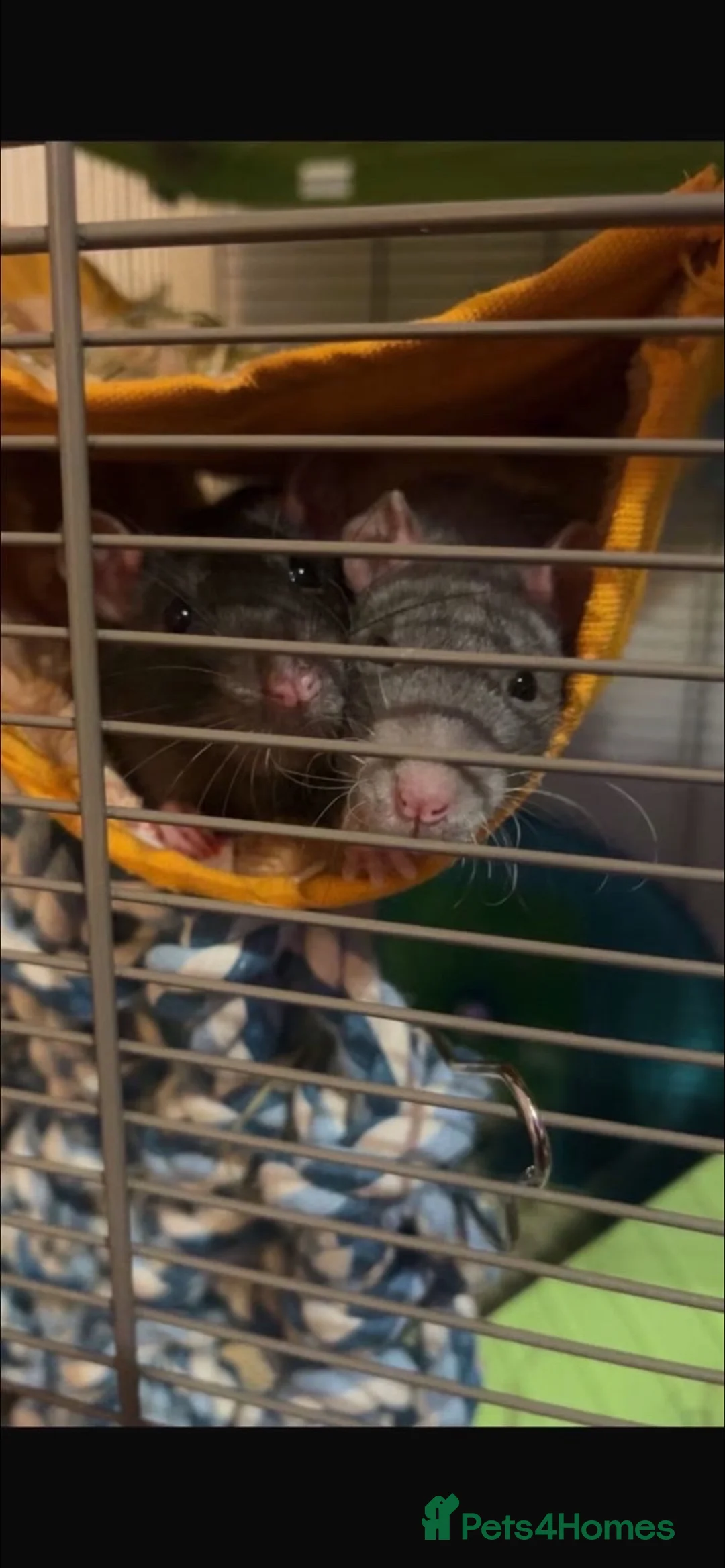 Rat rodents for sale: Two male rats  in Newcastle - Advert 1