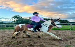 Irish Cob horses for sale: 5 yo skewbald cob 13.3 hh  - Image 13
